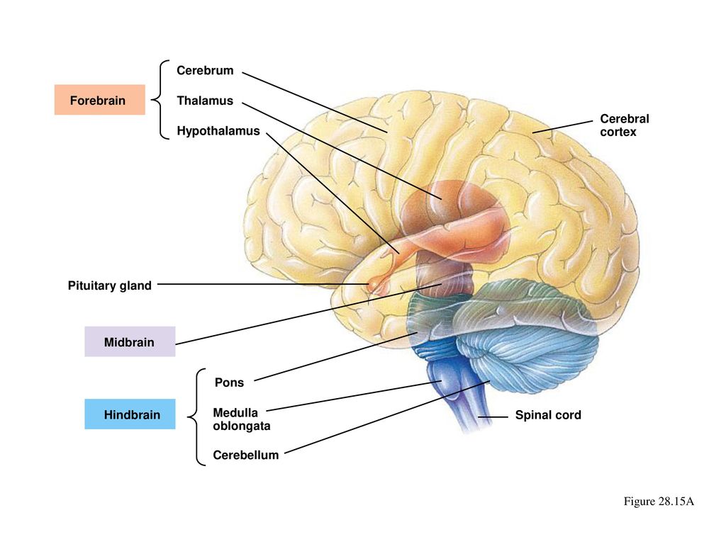 Como hacen el tac cerebral